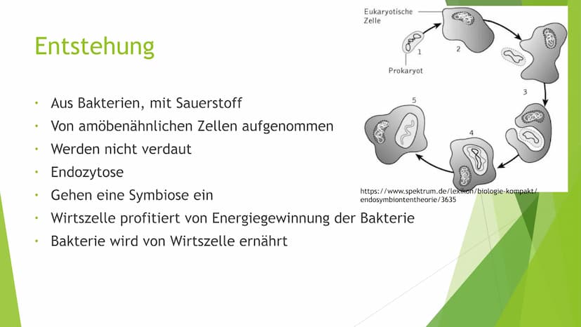 Mitochondrien
Eine Präsentation von XY Inhaltsverzeichnis
Was sind Mitochondrien?
Aufbau
Entstehung
Funktion
Quellen
totes
https://pushing-l