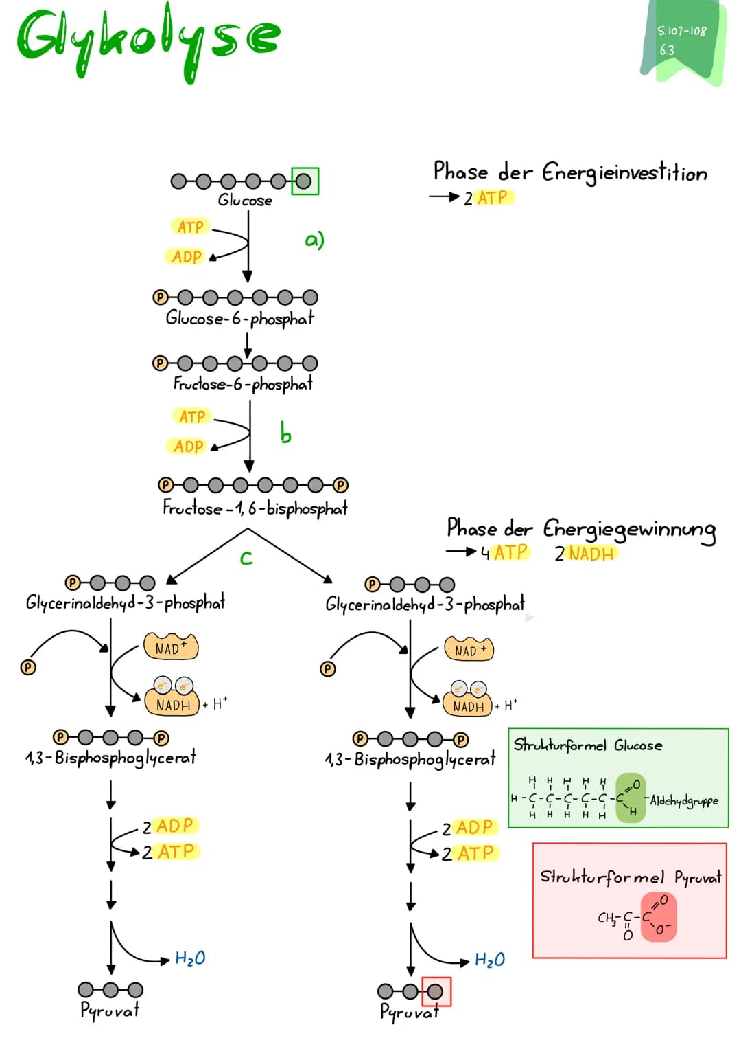Glykolyse
(P)
ATP
ADP
Pyruvat
Glucose-6-phosphat
ATP
ADP
Fructose-6-phosphat
Glycerinaldehyd-3-phosphat
Glucose
Fructose-1, 6-bisphosphat
NA