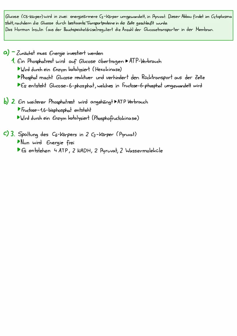 Glykolyse
(P)
ATP
ADP
Pyruvat
Glucose-6-phosphat
ATP
ADP
Fructose-6-phosphat
Glycerinaldehyd-3-phosphat
Glucose
Fructose-1, 6-bisphosphat
NA