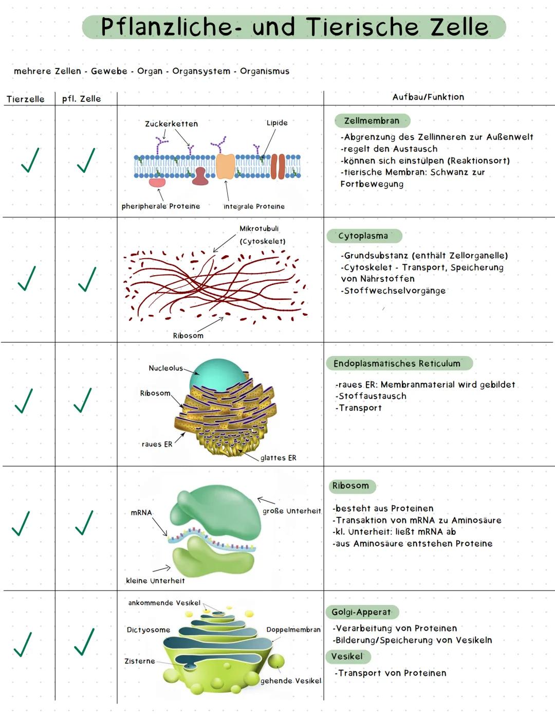 mehrere Zellen Gewebe Organ Organsystem Organismus
Tierzelle pfl. Zelle
✓ ✓
✓
✓
Pflanzliche- und Tierische Zelle
✓
Zuckerketten
pheripherale