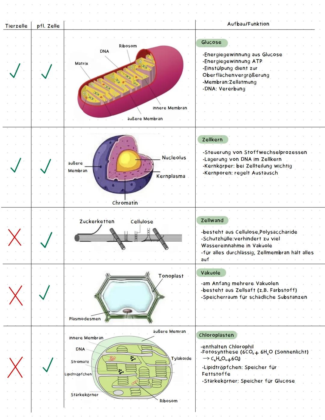 mehrere Zellen Gewebe Organ Organsystem Organismus
Tierzelle pfl. Zelle
✓ ✓
✓
✓
Pflanzliche- und Tierische Zelle
✓
Zuckerketten
pheripherale