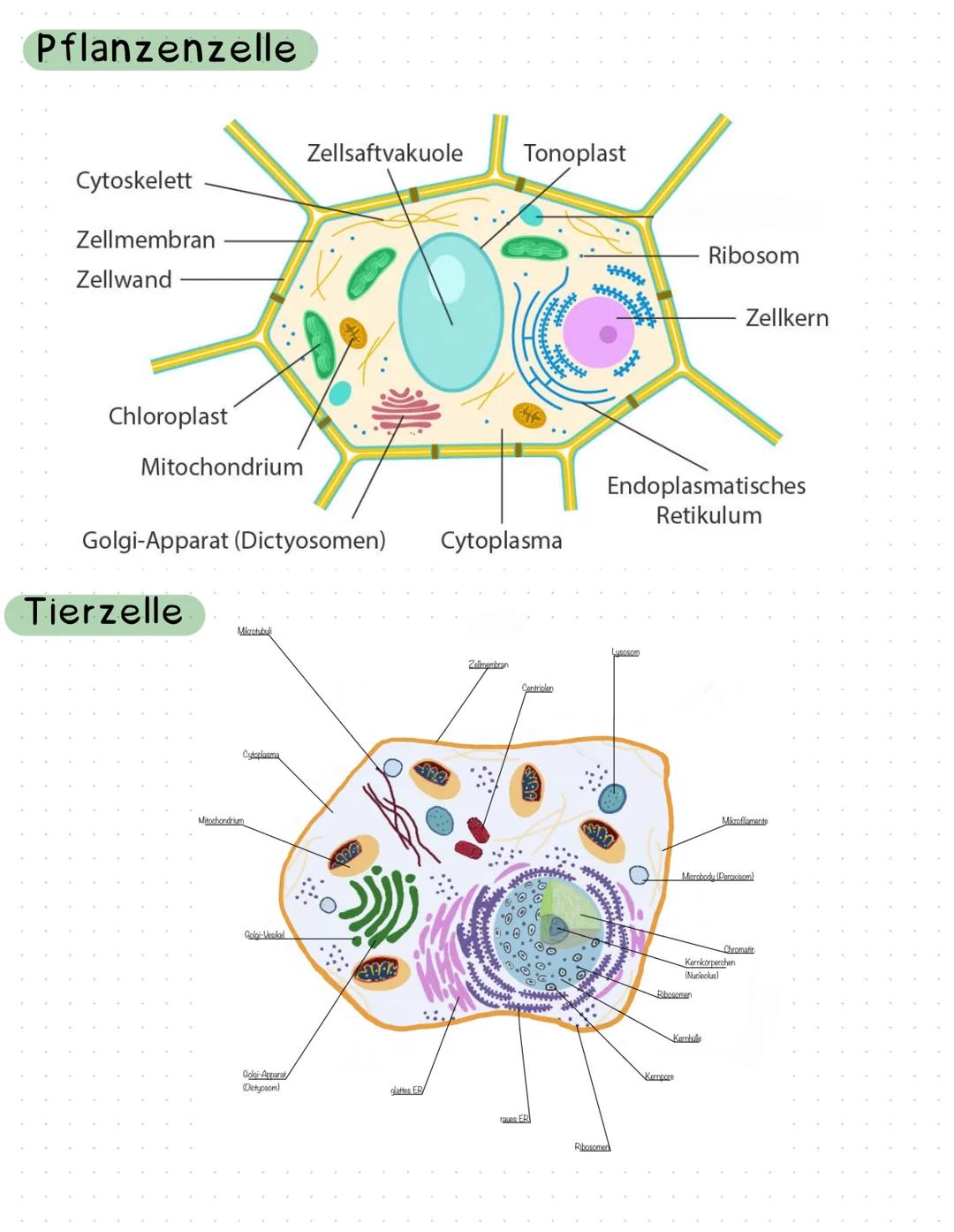 mehrere Zellen Gewebe Organ Organsystem Organismus
Tierzelle pfl. Zelle
✓ ✓
✓
✓
Pflanzliche- und Tierische Zelle
✓
Zuckerketten
pheripherale