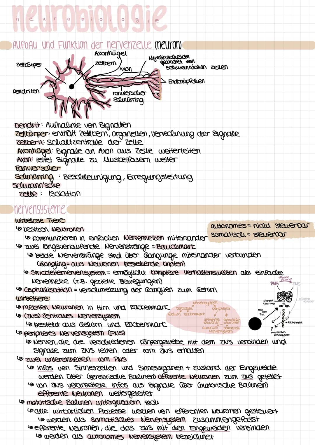 neurobiologie
Aufbau und Funktion der nervenzelle (neuron)
Zellkörper
Dendriten
Axonhagel
zelltem
Axon
ranvierschier
Schnurring
nervensystem