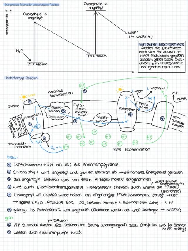 Know lichtabhängige Reaktion Lichtreaktion Photosynthese Biologie thumbnail