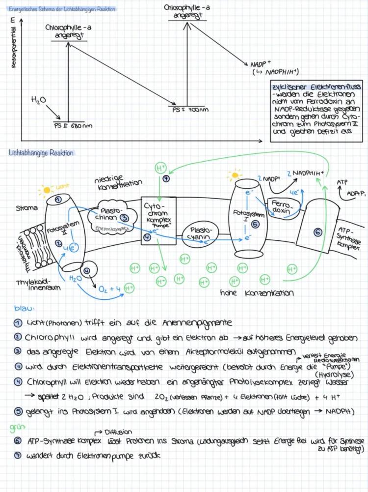 Know lichtabhängige Reaktion Lichtreaktion Photosynthese Biologie thumbnail