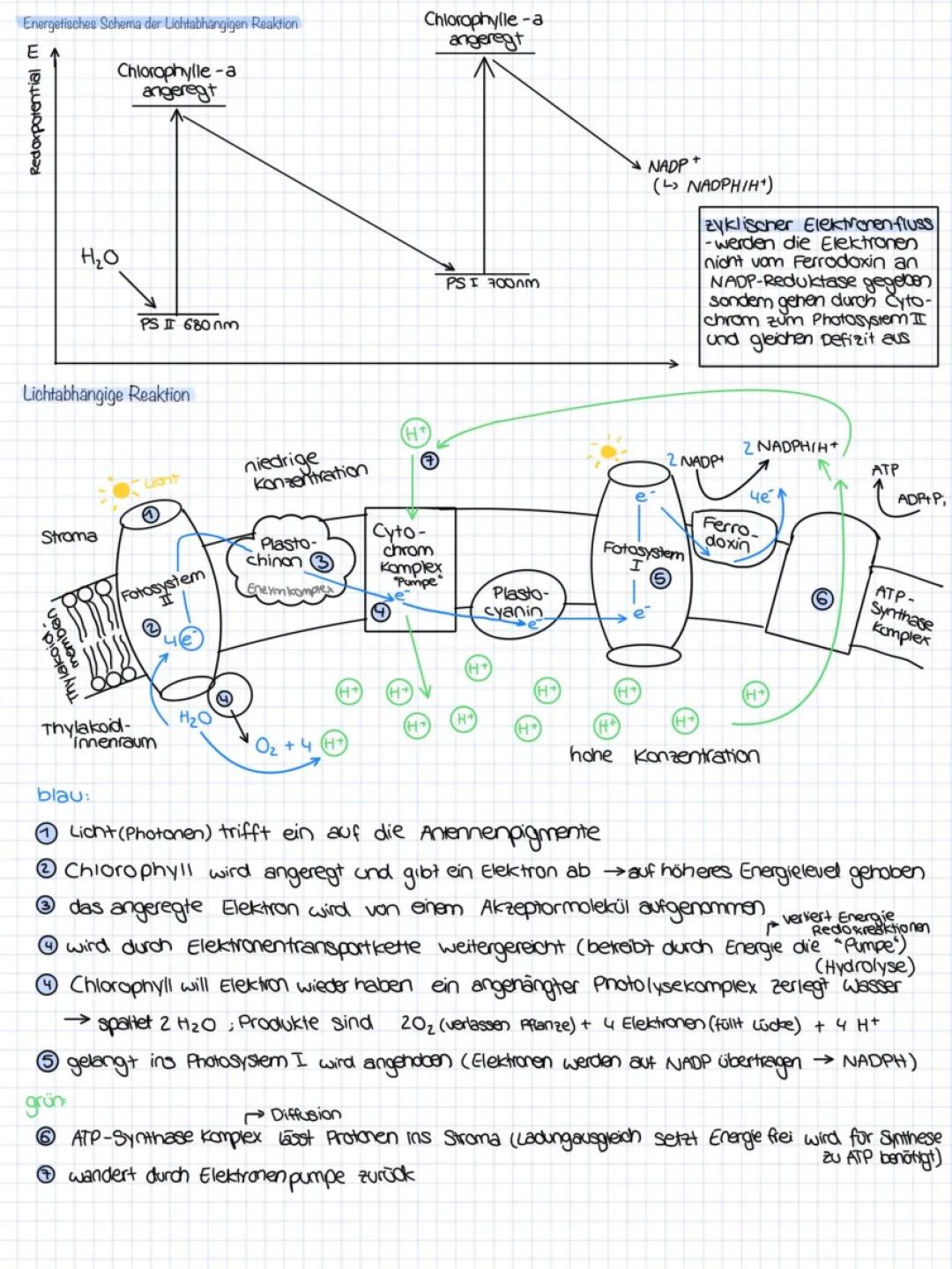 Photosynthese Zusammenfassung PDF: Lichtabhängige und Lichtunabhängige Reaktion, Schema und Gleichung