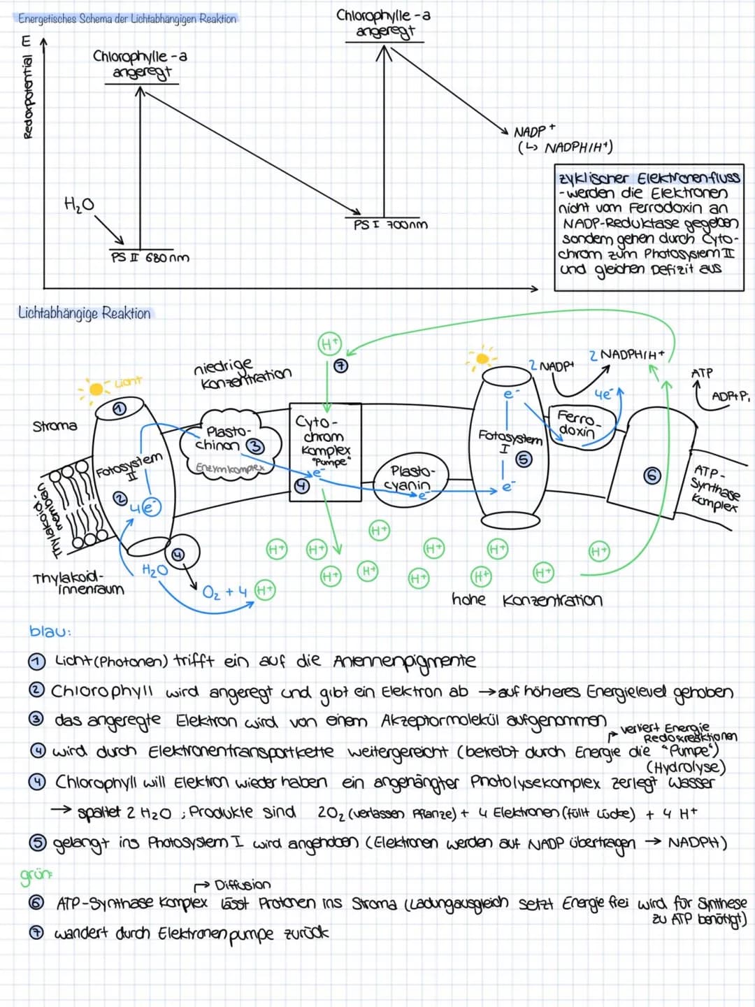 Energetisches Schema der Lichtabhängigen Reaktion
E
ш [e!uardxoрәу
Stroma
hembran
Chlorophylle-a
angeregt
H₂O
Lichtabhängige Reaktion
Thylak