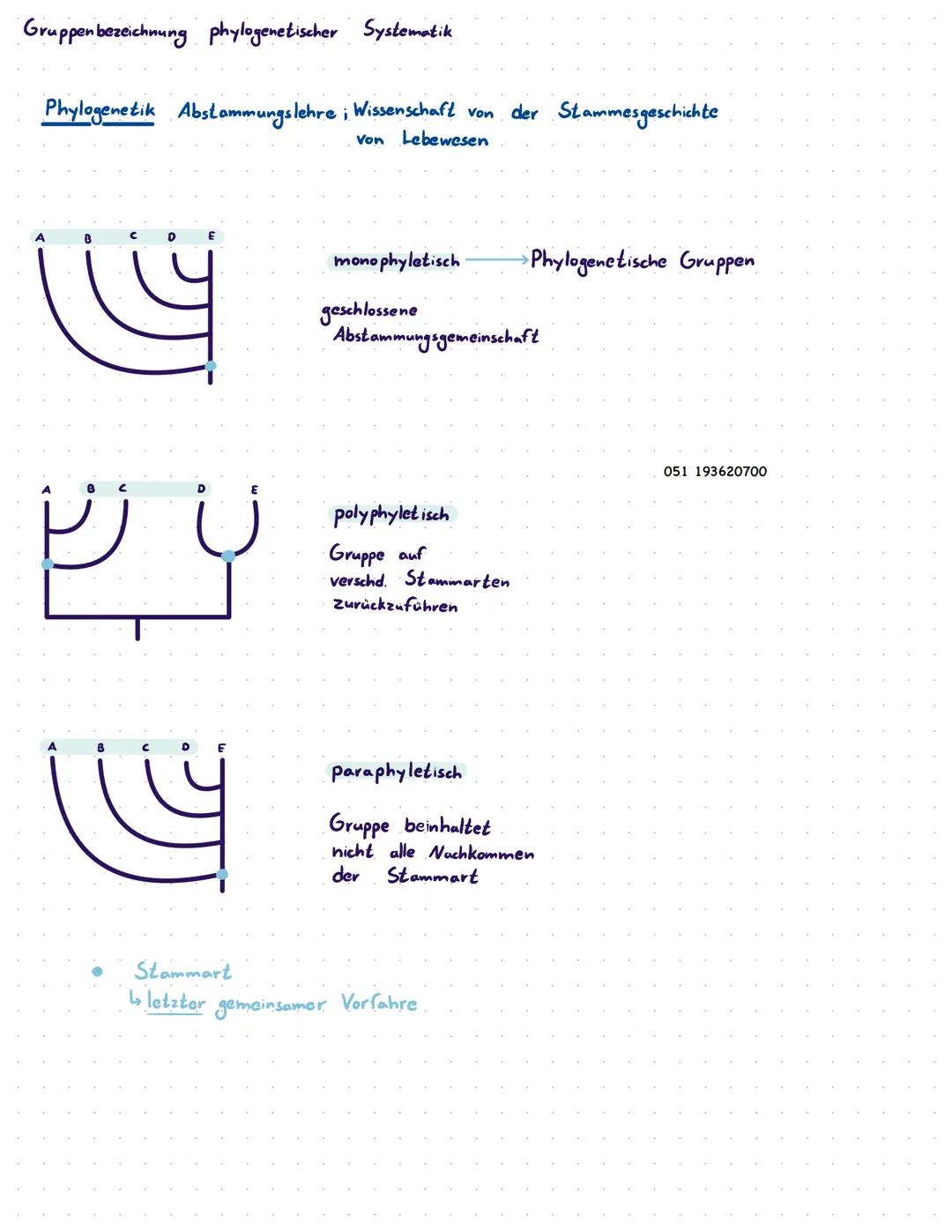 Stammbäume

heute

y-Form

Sauropsida Kloakenliere Bouteltiere Plazentatieve

Plasenta

Milchgebiss
Darm
Theria
lobend gebirend
Feld

Säugel