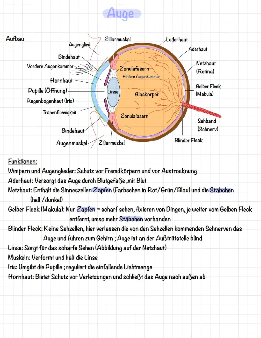 Aufbau
Augenglied
Bindehaut
Vordere Augenkammer-
Hornhaut
Pupille (Öffnung).
Regenbogenhaut (Iris)
Tränenflüssigkeit
Bindehaut
Augenmuskel
A