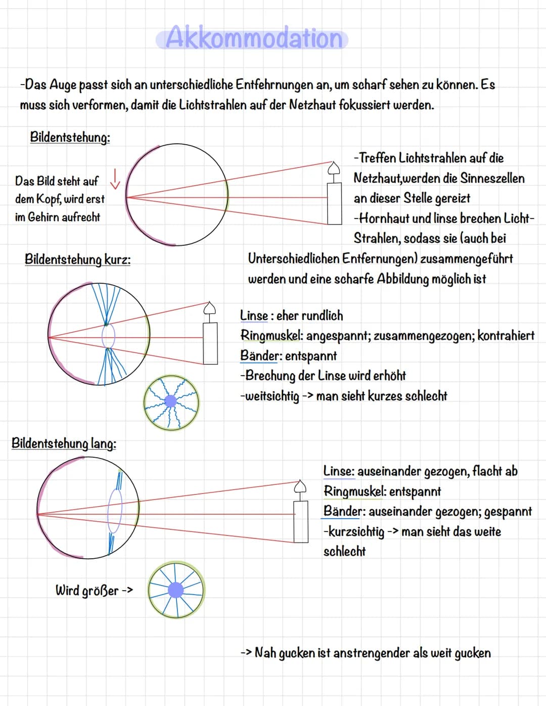 Aufbau
Augenglied
Bindehaut
Vordere Augenkammer-
Hornhaut
Pupille (Öffnung).
Regenbogenhaut (Iris)
Tränenflüssigkeit
Bindehaut
Augenmuskel
A