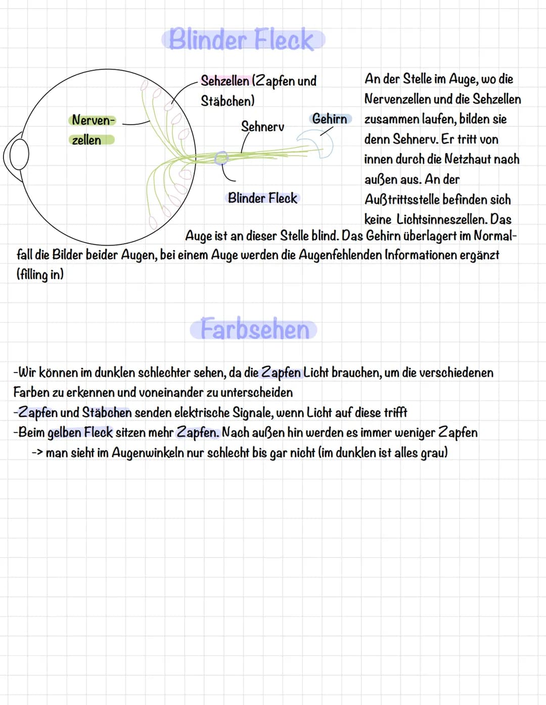 Aufbau
Augenglied
Bindehaut
Vordere Augenkammer-
Hornhaut
Pupille (Öffnung).
Regenbogenhaut (Iris)
Tränenflüssigkeit
Bindehaut
Augenmuskel
A