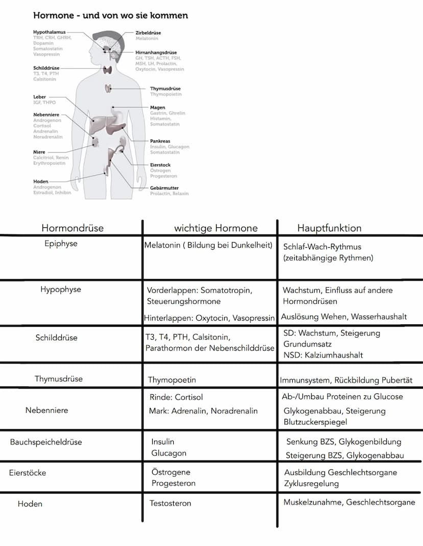 Hormonsystem
wird auch als zweites Signalsystem bezeichnet, welches untrennbar im Zusammenhang
mit dem Nervensystem (= 1.Signalsystem) geseh