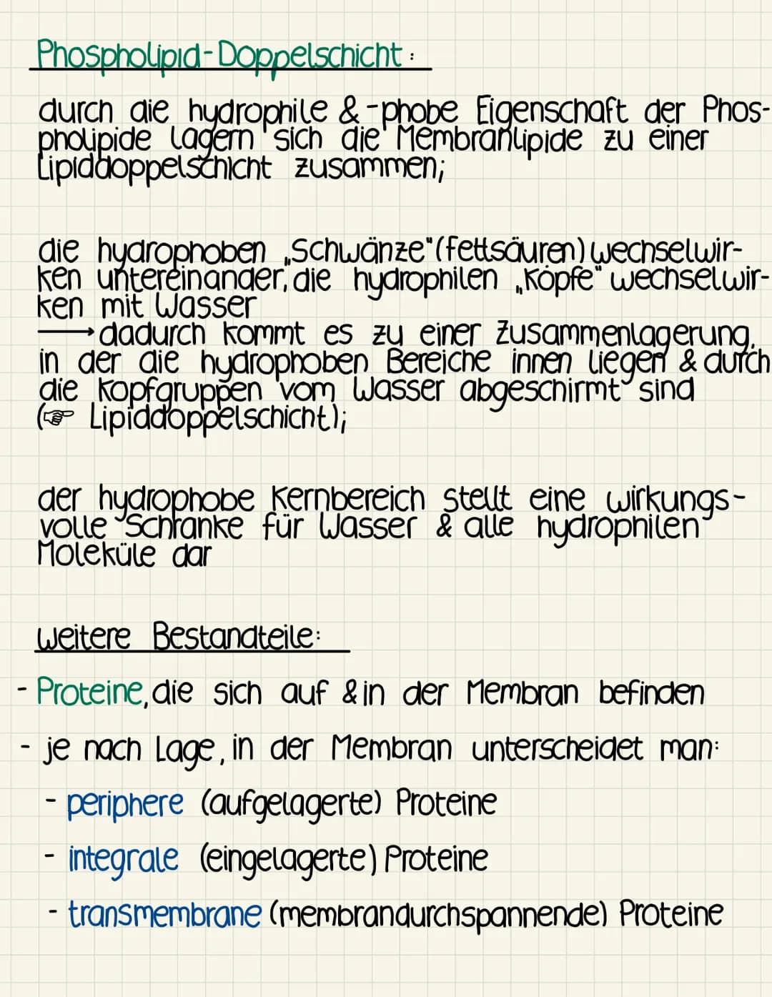 Biomembran
Hauptfunktionen
-Abgrenzung der Zelle von ihrer Umgebung sowie
Abgrenzung von Reaktionsräumen (kompartimentie-
rung) innerhalb de