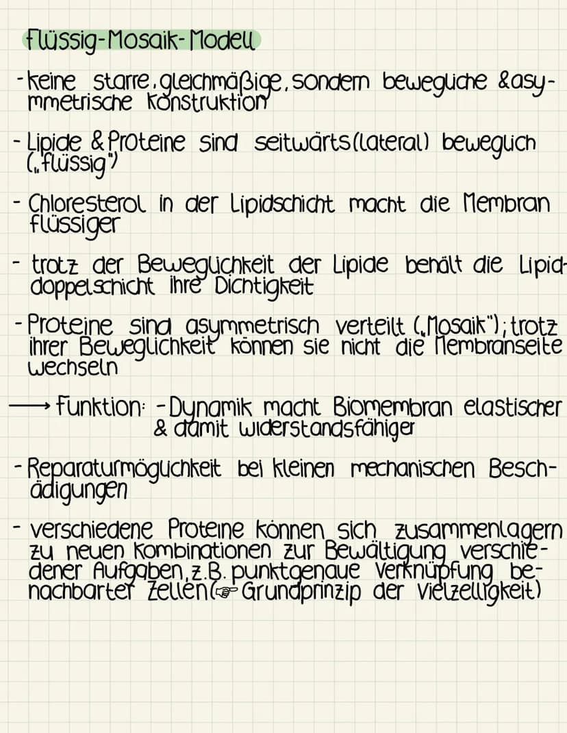 Biomembran
Hauptfunktionen
-Abgrenzung der Zelle von ihrer Umgebung sowie
Abgrenzung von Reaktionsräumen (kompartimentie-
rung) innerhalb de