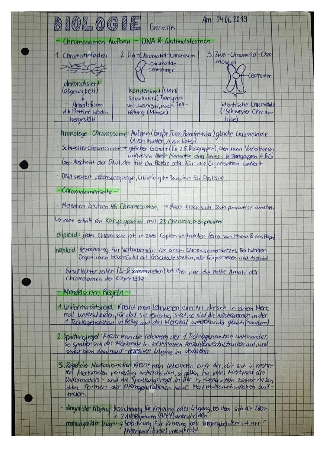 Genetik Aufgaben mit Lösungen Klasse 10 - Chromosomen und Mendelsche Regeln
