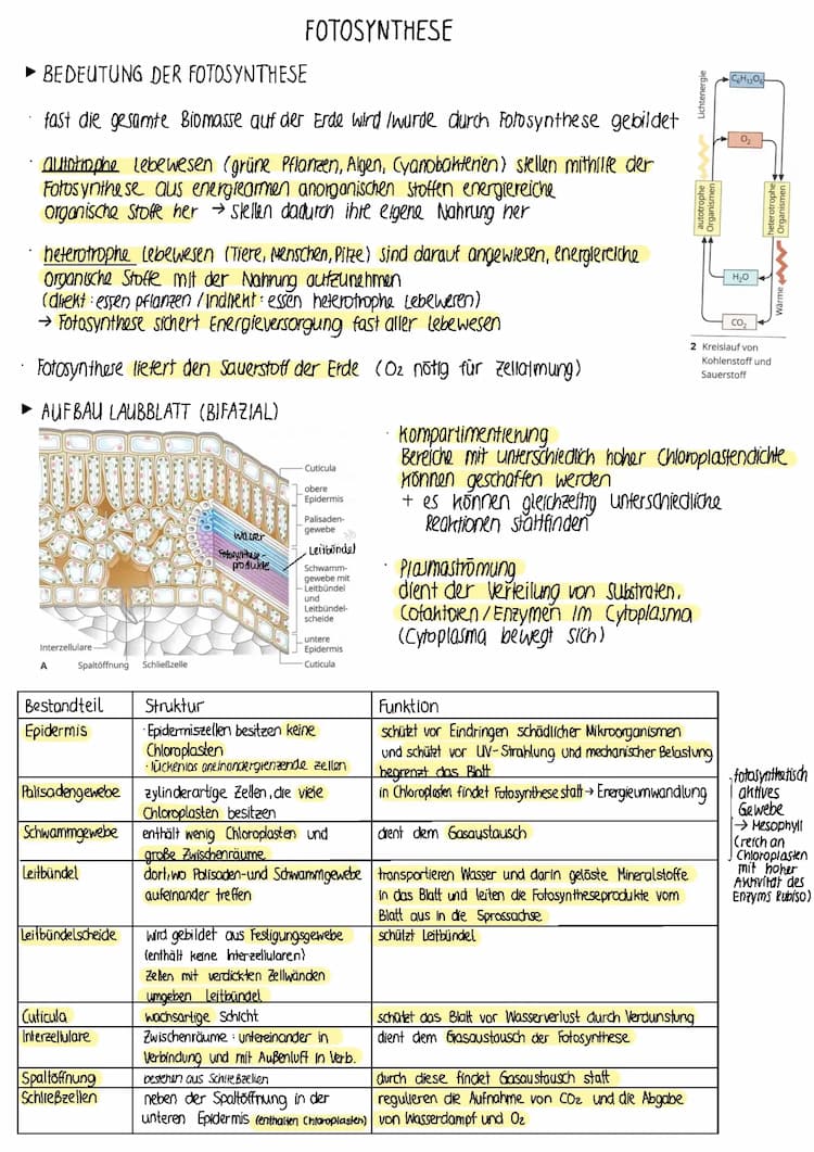 Know Leistungskurs Biologie: Assimilation (Fotosynthese) thumbnail