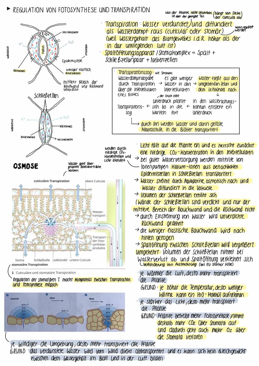 ► BEDEUTUNG DER FOTOSYNTHESE
fast die gesamte Biomasse auf der Erde wird /wurde durch Fotosynthese gebildet
• autotrophe Lebewesen (grüne Pf