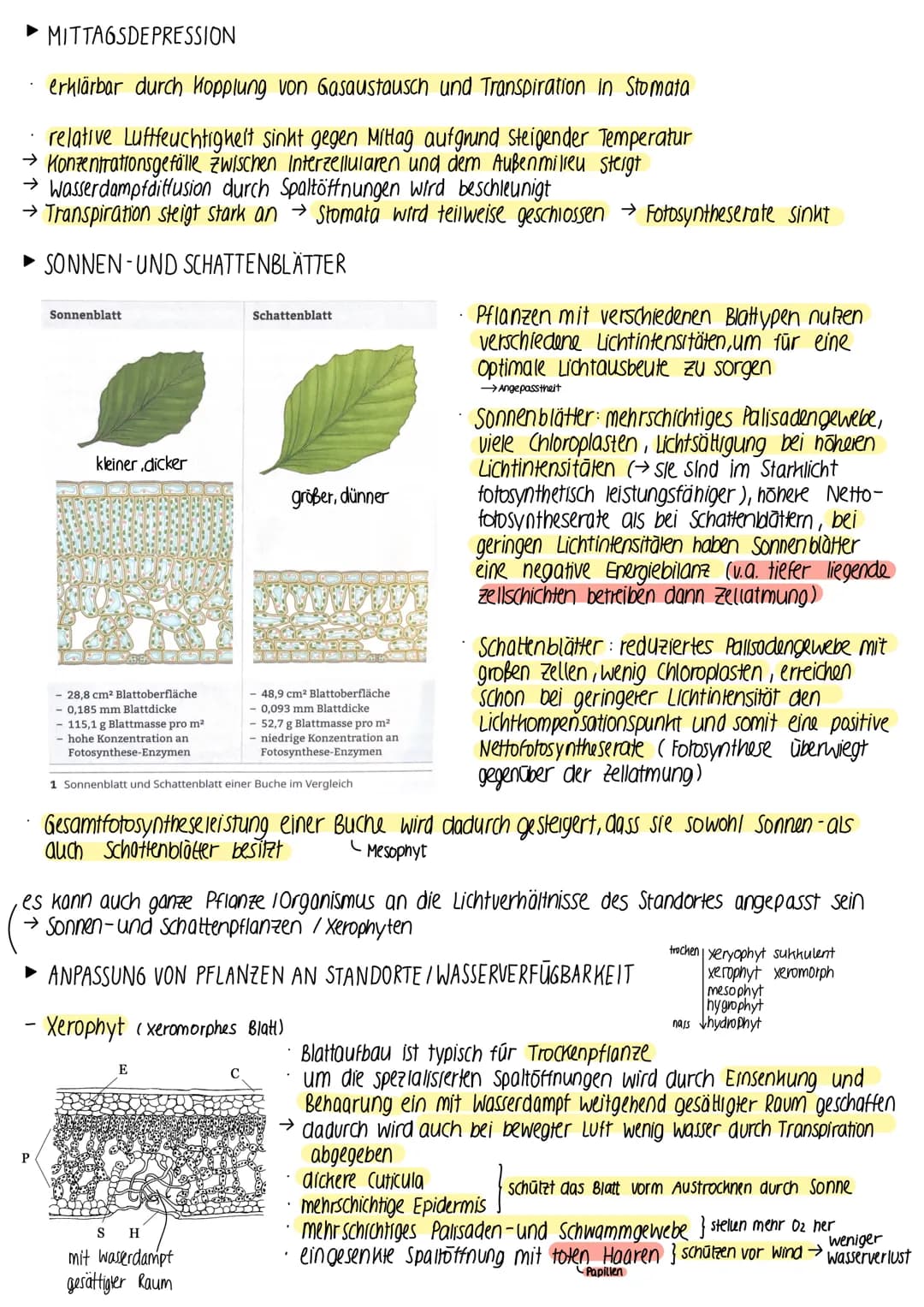 ► BEDEUTUNG DER FOTOSYNTHESE
fast die gesamte Biomasse auf der Erde wird /wurde durch Fotosynthese gebildet
• autotrophe Lebewesen (grüne Pf