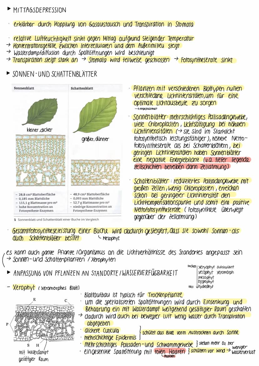 ► BEDEUTUNG DER FOTOSYNTHESE
fast die gesamte Biomasse auf der Erde wird /wurde durch Fotosynthese gebildet
• autotrophe Lebewesen (grüne Pf