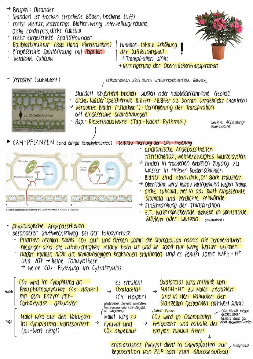 ► BEDEUTUNG DER FOTOSYNTHESE
fast die gesamte Biomasse auf der Erde wird /wurde durch Fotosynthese gebildet
• autotrophe Lebewesen (grüne Pf