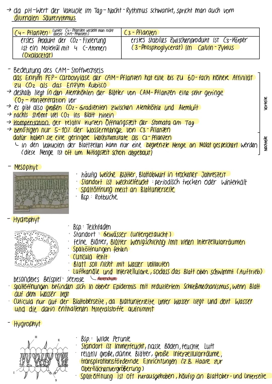 ► BEDEUTUNG DER FOTOSYNTHESE
fast die gesamte Biomasse auf der Erde wird /wurde durch Fotosynthese gebildet
• autotrophe Lebewesen (grüne Pf