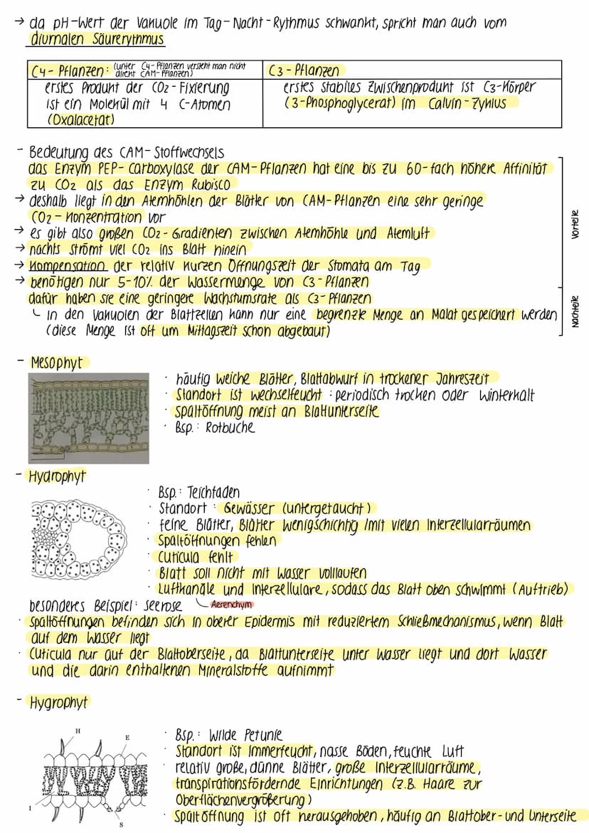 ► BEDEUTUNG DER FOTOSYNTHESE
fast die gesamte Biomasse auf der Erde wird /wurde durch Fotosynthese gebildet
• autotrophe Lebewesen (grüne Pf