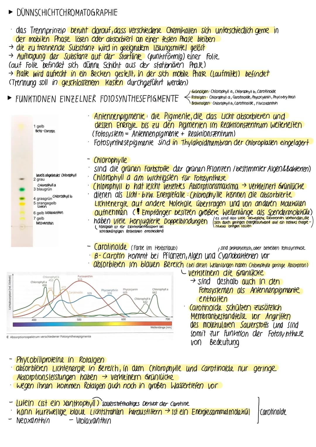 ► BEDEUTUNG DER FOTOSYNTHESE
fast die gesamte Biomasse auf der Erde wird /wurde durch Fotosynthese gebildet
• autotrophe Lebewesen (grüne Pf