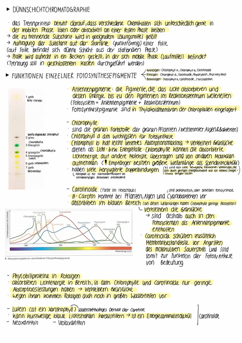► BEDEUTUNG DER FOTOSYNTHESE
fast die gesamte Biomasse auf der Erde wird /wurde durch Fotosynthese gebildet
• autotrophe Lebewesen (grüne Pf