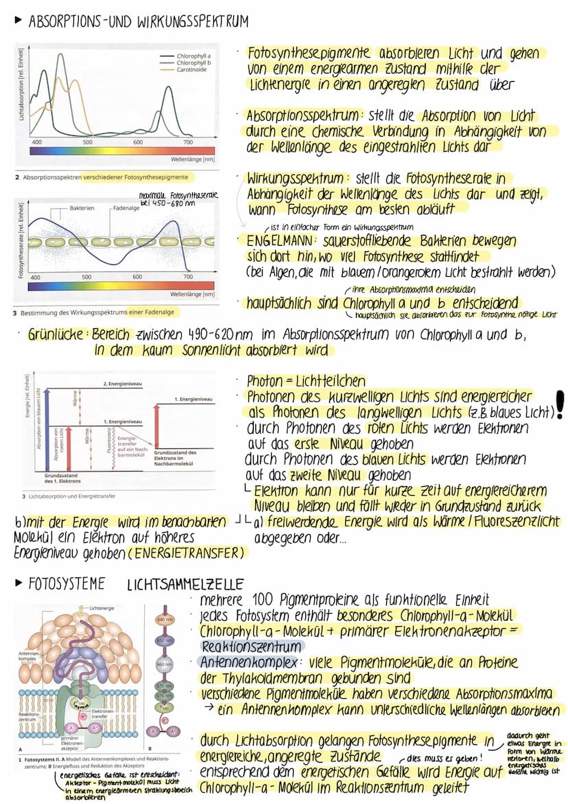 ► BEDEUTUNG DER FOTOSYNTHESE
fast die gesamte Biomasse auf der Erde wird /wurde durch Fotosynthese gebildet
• autotrophe Lebewesen (grüne Pf