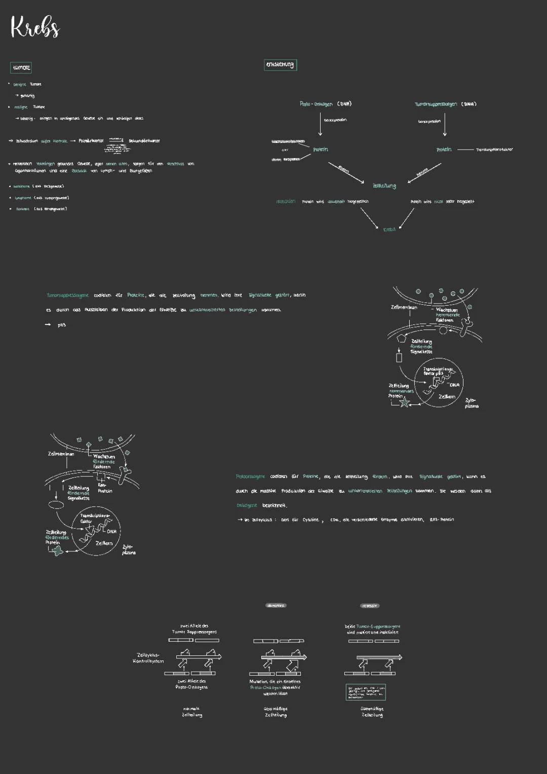 Wie entsteht Krebs? Einfach erklärt - Bio LK Lernzettel