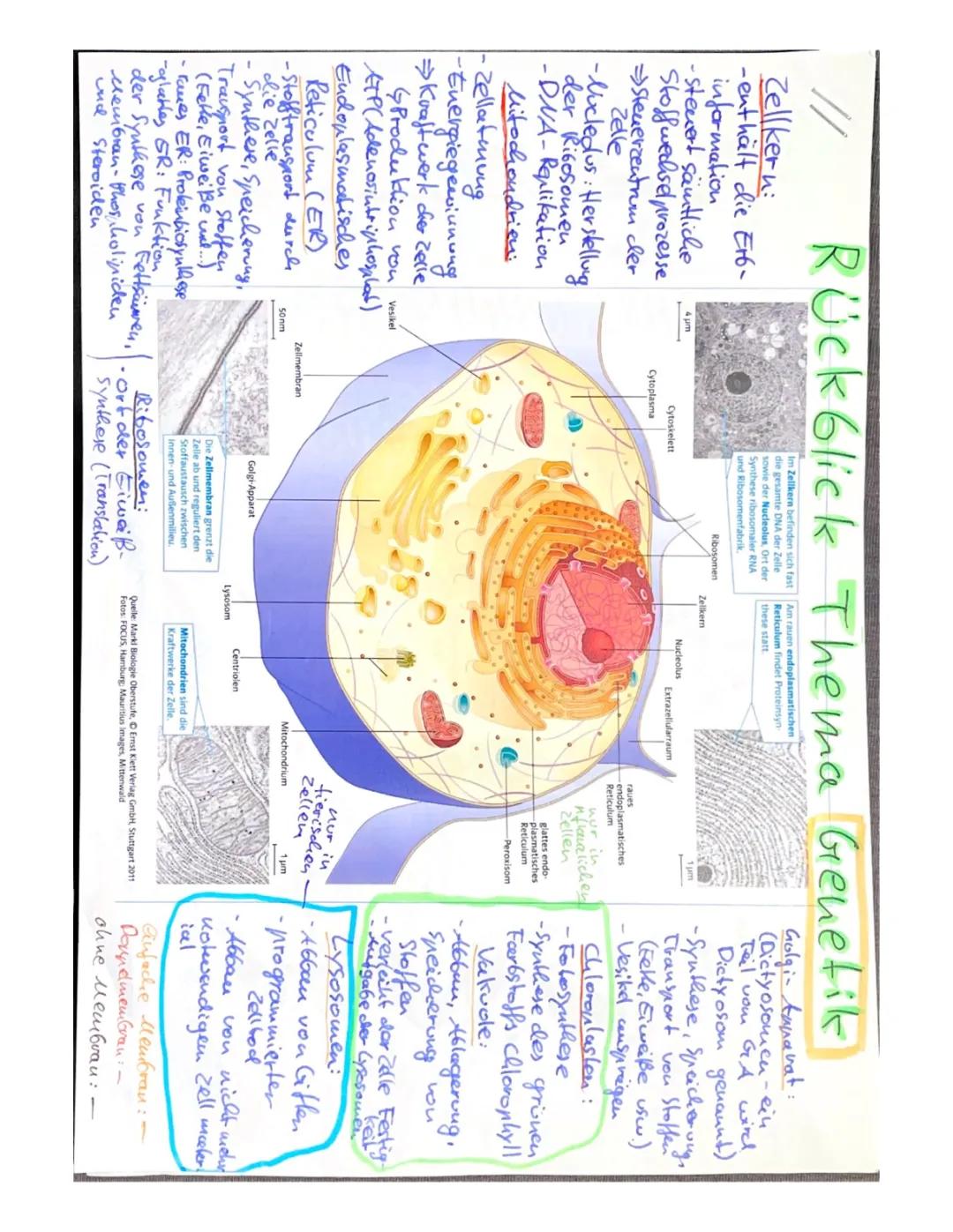 Genetik Grundlagen und Zellzyklus einfach erklärt – PDF für die Biologie Klasse 10