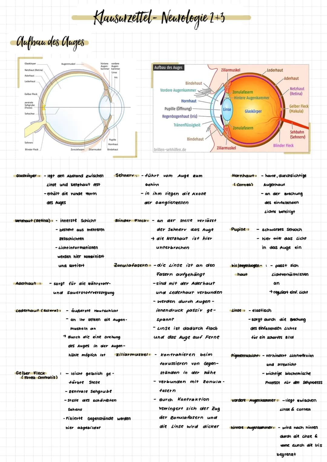 Aufbau des Auges
Glaskörper
Netzhaut (Retina)
Aderhaut
Lederhaut
Gelber Fleck
zentrale
Sehgrube
(Fovea)
Schachse
Sehnery
Blinder Fleck
Augen