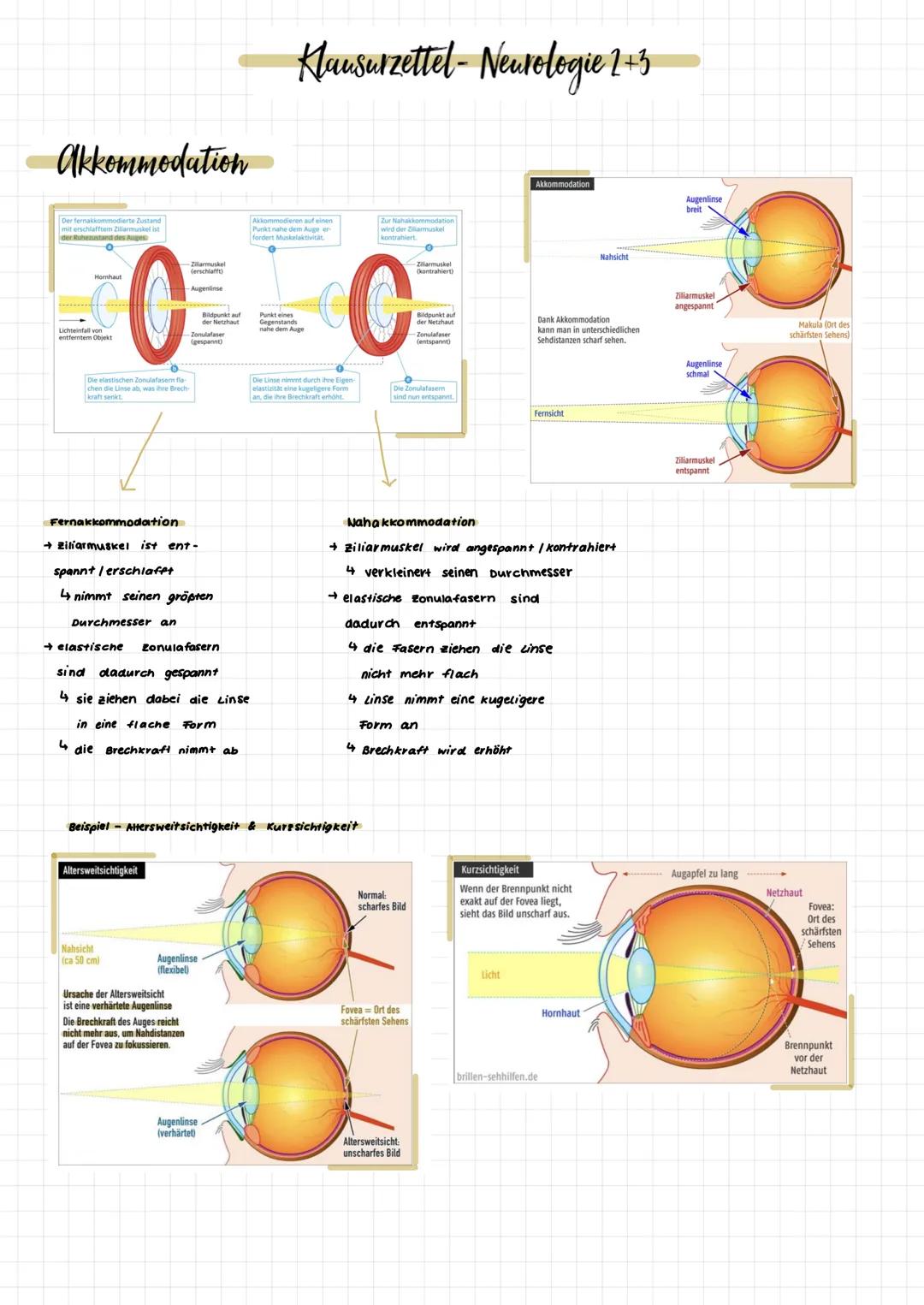 Aufbau des Auges
Glaskörper
Netzhaut (Retina)
Aderhaut
Lederhaut
Gelber Fleck
zentrale
Sehgrube
(Fovea)
Schachse
Sehnery
Blinder Fleck
Augen