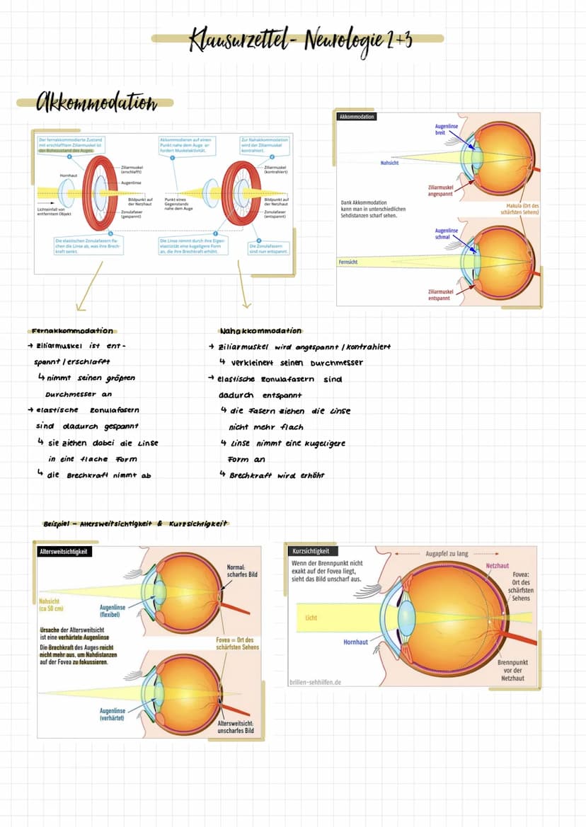 Aufbau des Auges
Glaskörper
Netzhaut (Retina)
Aderhaut
Lederhaut
Gelber Fleck
zentrale
Sehgrube
(Fovea)
Schachse
Sehnery
Blinder Fleck
Augen