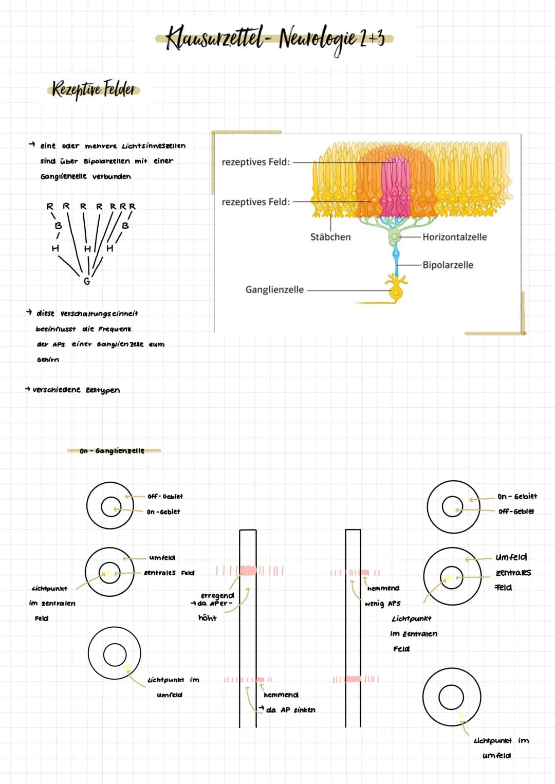 Aufbau des Auges
Glaskörper
Netzhaut (Retina)
Aderhaut
Lederhaut
Gelber Fleck
zentrale
Sehgrube
(Fovea)
Schachse
Sehnery
Blinder Fleck
Augen