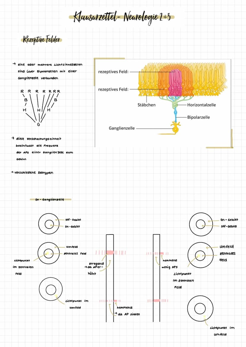 Aufbau des Auges
Glaskörper
Netzhaut (Retina)
Aderhaut
Lederhaut
Gelber Fleck
zentrale
Sehgrube
(Fovea)
Schachse
Sehnery
Blinder Fleck
Augen