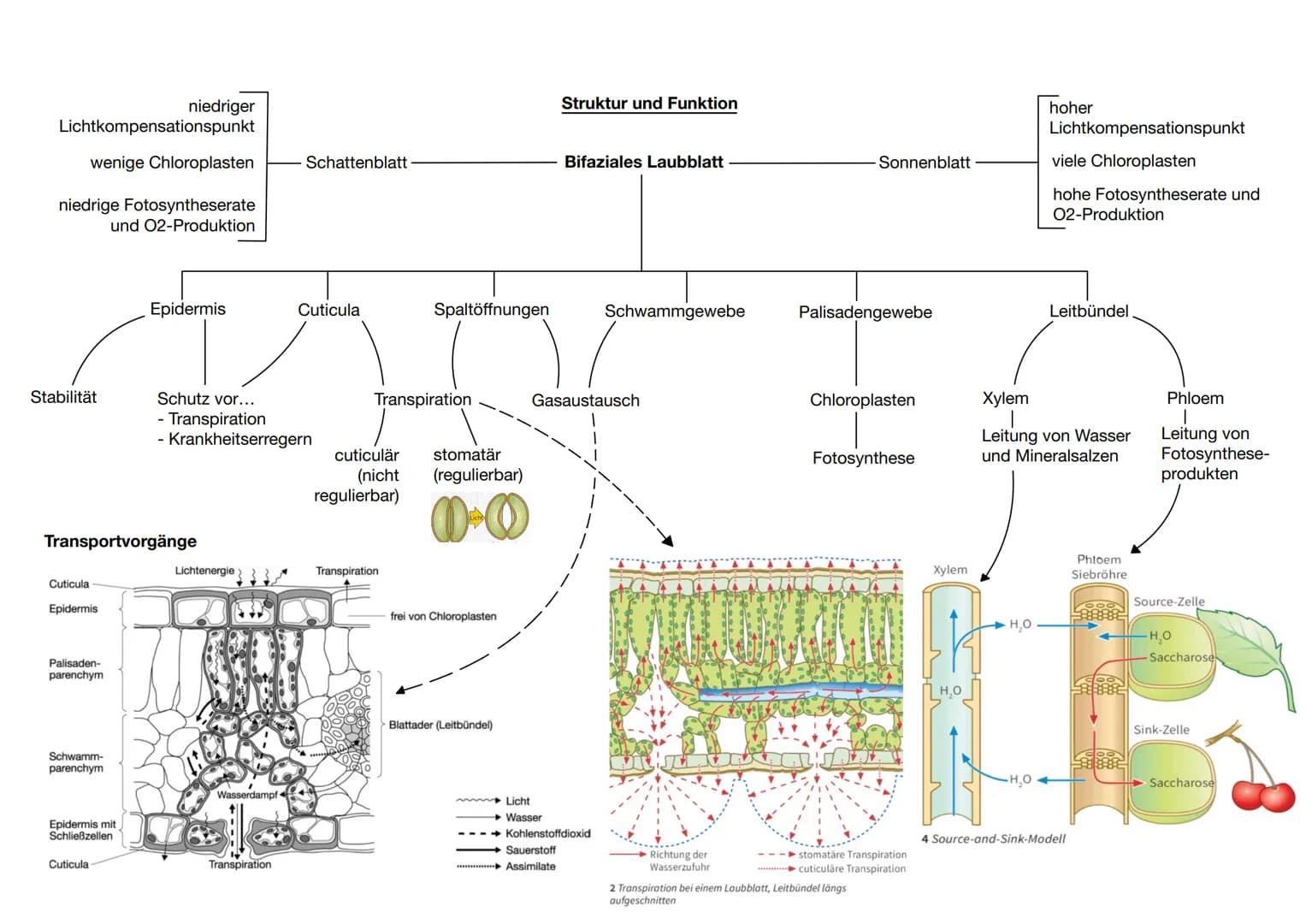 Zusammenhang zwischen Pflanzen und Tieren
CO2
Blattaufbau
H20
Schwammgewebe
Biologie Q2: Fotosynthese
Wärme
heterotrophe Organismen:
- betre