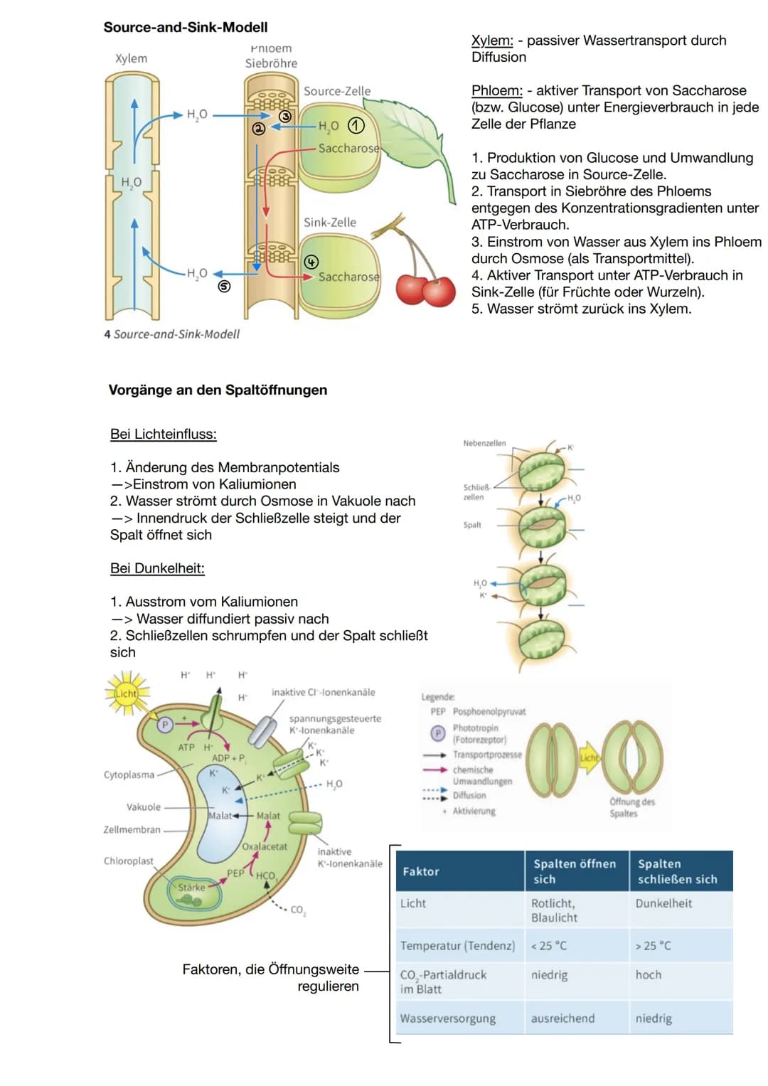 Zusammenhang zwischen Pflanzen und Tieren
CO2
Blattaufbau
H20
Schwammgewebe
Biologie Q2: Fotosynthese
Wärme
heterotrophe Organismen:
- betre