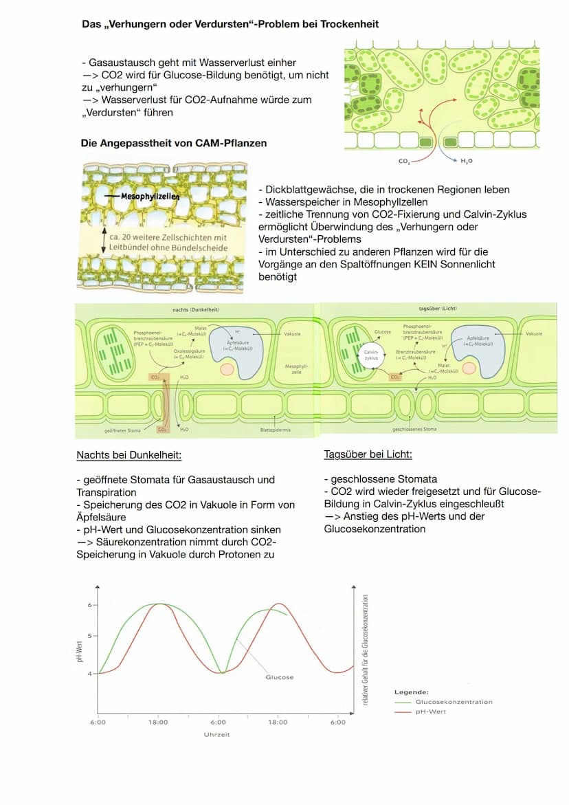 Zusammenhang zwischen Pflanzen und Tieren
CO2
Blattaufbau
H20
Schwammgewebe
Biologie Q2: Fotosynthese
Wärme
heterotrophe Organismen:
- betre