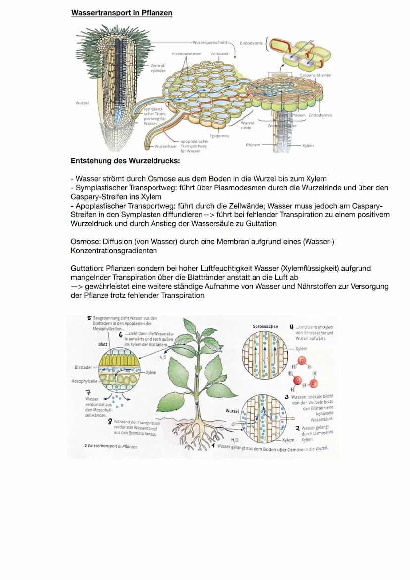 Zusammenhang zwischen Pflanzen und Tieren
CO2
Blattaufbau
H20
Schwammgewebe
Biologie Q2: Fotosynthese
Wärme
heterotrophe Organismen:
- betre