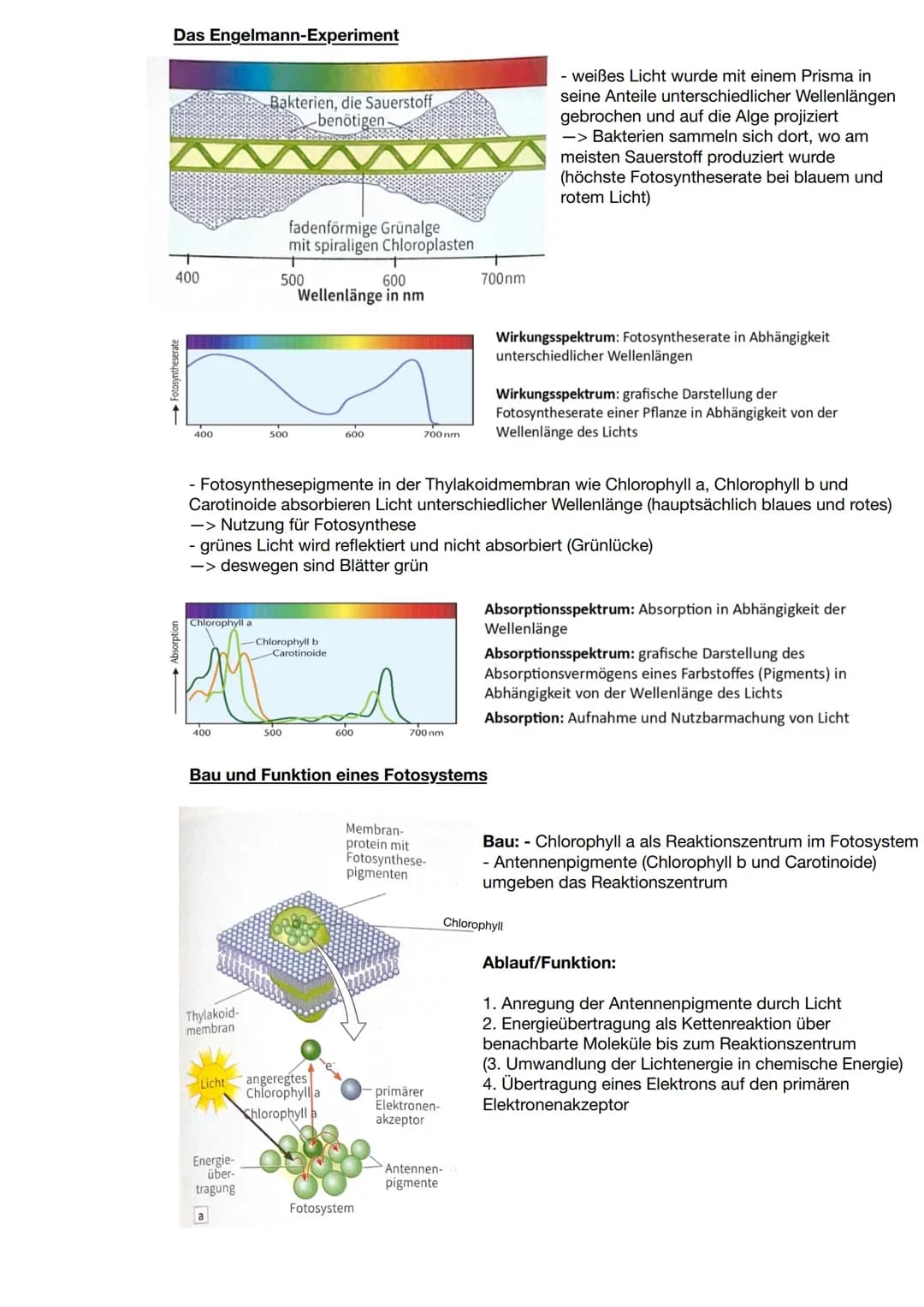Zusammenhang zwischen Pflanzen und Tieren
CO2
Blattaufbau
H20
Schwammgewebe
Biologie Q2: Fotosynthese
Wärme
heterotrophe Organismen:
- betre