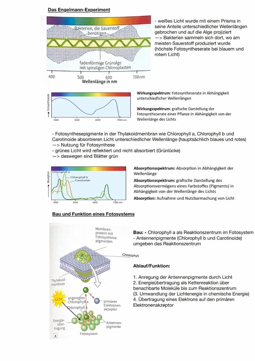 Zusammenhang zwischen Pflanzen und Tieren
CO2
Blattaufbau
H20
Schwammgewebe
Biologie Q2: Fotosynthese
Wärme
heterotrophe Organismen:
- betre