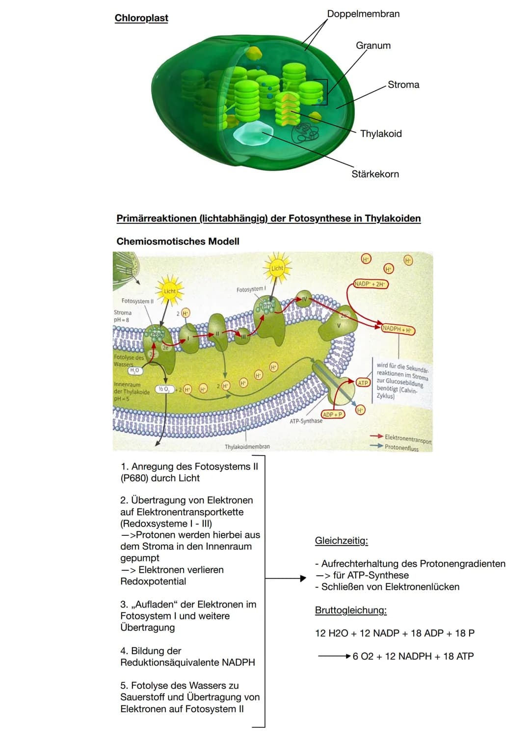 Zusammenhang zwischen Pflanzen und Tieren
CO2
Blattaufbau
H20
Schwammgewebe
Biologie Q2: Fotosynthese
Wärme
heterotrophe Organismen:
- betre