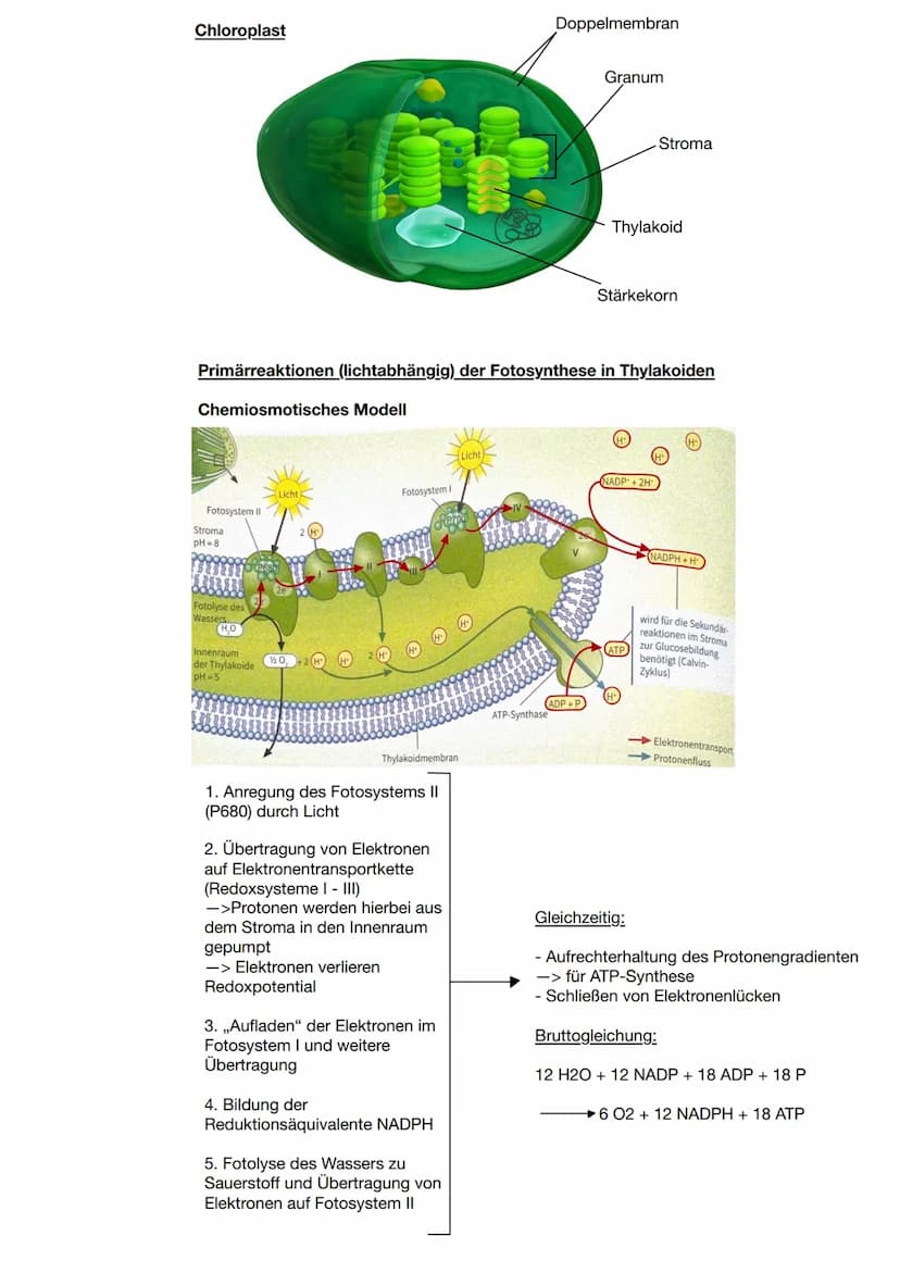 Zusammenhang zwischen Pflanzen und Tieren
CO2
Blattaufbau
H20
Schwammgewebe
Biologie Q2: Fotosynthese
Wärme
heterotrophe Organismen:
- betre