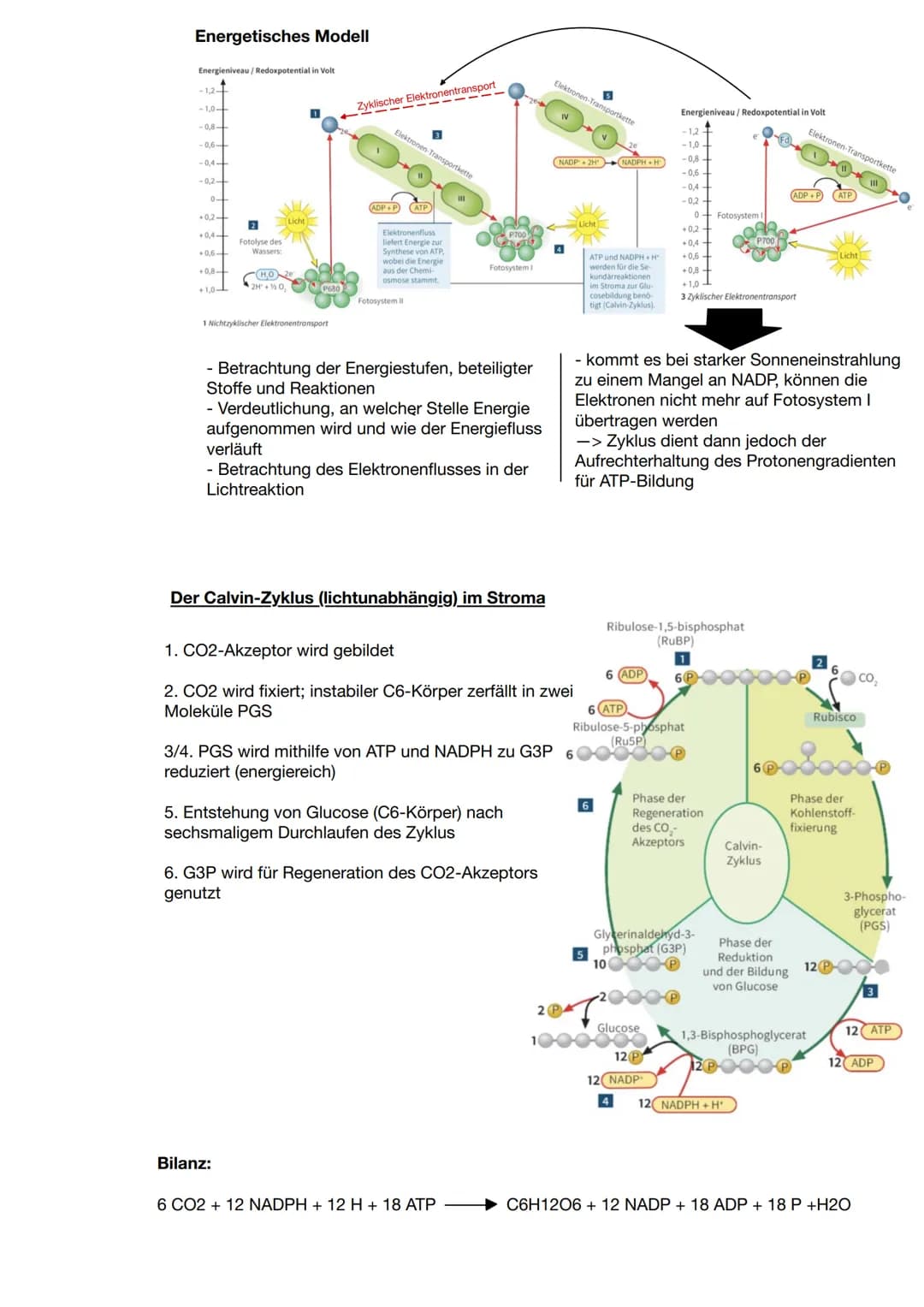 Zusammenhang zwischen Pflanzen und Tieren
CO2
Blattaufbau
H20
Schwammgewebe
Biologie Q2: Fotosynthese
Wärme
heterotrophe Organismen:
- betre