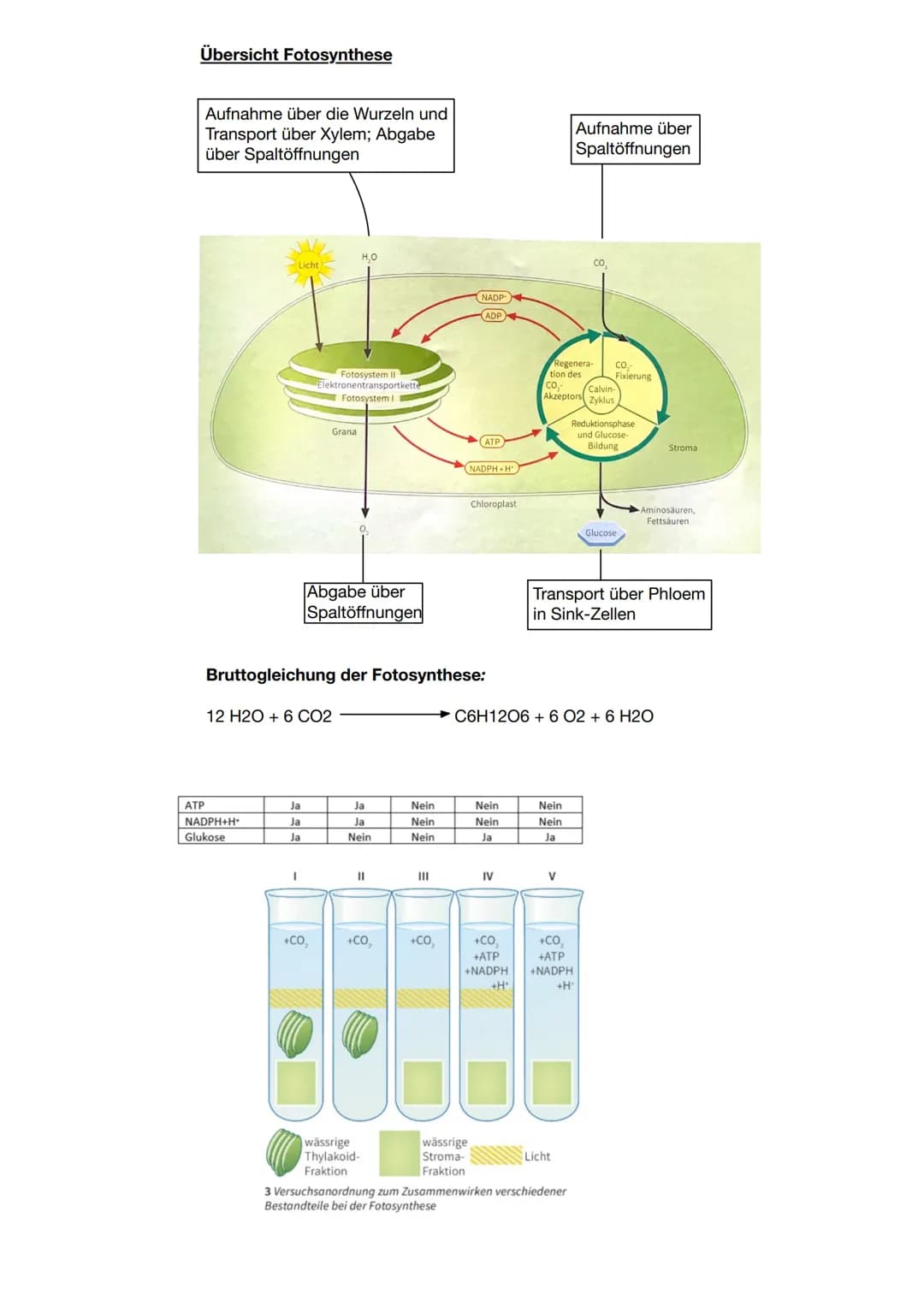 Zusammenhang zwischen Pflanzen und Tieren
CO2
Blattaufbau
H20
Schwammgewebe
Biologie Q2: Fotosynthese
Wärme
heterotrophe Organismen:
- betre