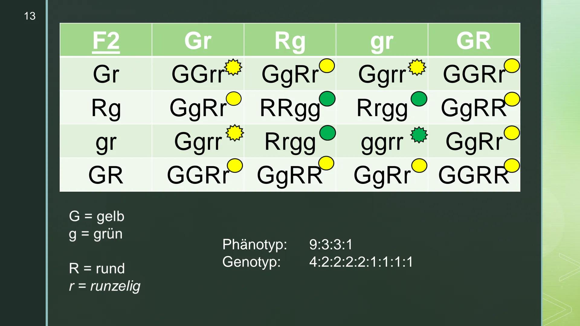 Vererbung - Die
Mendelschen Regeln
Genetik
Schunk, Nele, Q1c 2
Inhaltsverzeichnis
▪ Wer war Gregor Mendel?
Begriffserklärungen
▪ Die drei Me