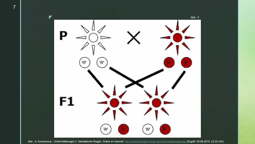 Vererbung - Die
Mendelschen Regeln
Genetik
Schunk, Nele, Q1c 2
Inhaltsverzeichnis
▪ Wer war Gregor Mendel?
Begriffserklärungen
▪ Die drei Me