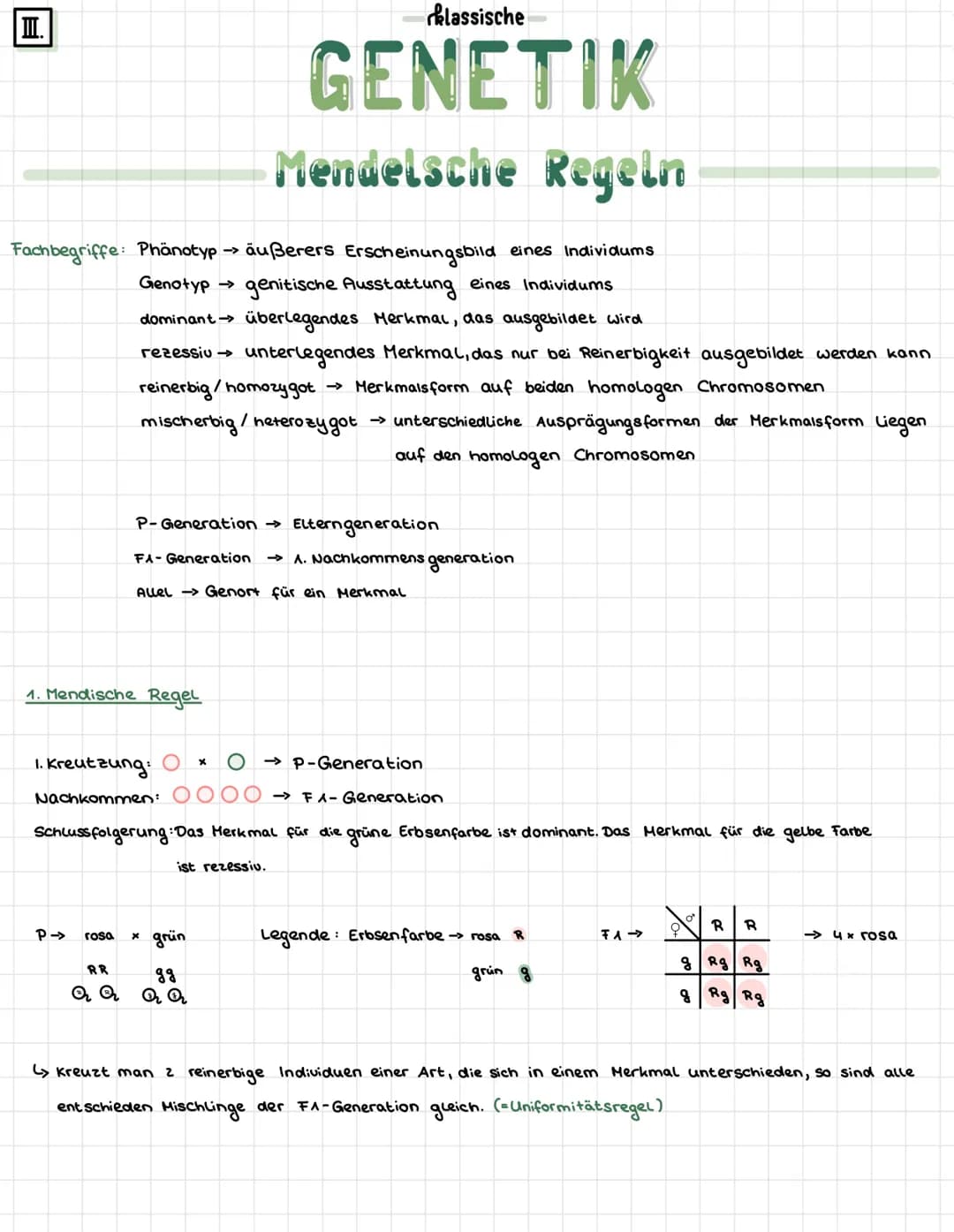 II.
Mendelsche Regeln
äußerers Erscheinungsbild eines Individums
Genotyp → genitische Ausstattung eines Individums
dominant → überlegendes M