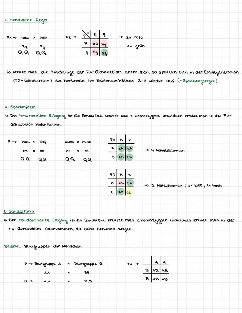 II.
Mendelsche Regeln
äußerers Erscheinungsbild eines Individums
Genotyp → genitische Ausstattung eines Individums
dominant → überlegendes M